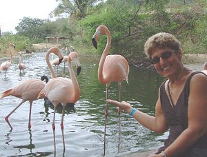 Flamingo Carol Zoo